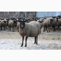 Романовские овцы Экспорт в Турцию