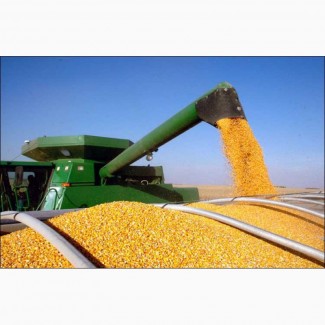 Продам фуражную кукурузу от 100 тонн