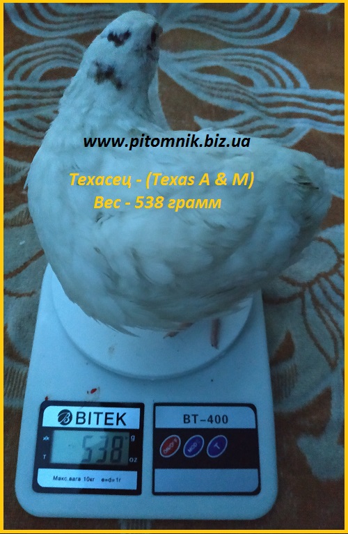 Фото 3. Яйца инкубационные порода Техасский белый - бройлер (США)