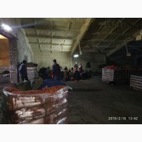 Продам морковь сорта Морели, большие объемы. Опт и Экспорт