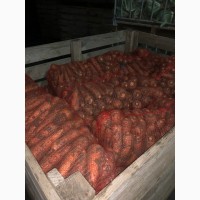 Продам морковь сорта Морели, большие объемы. Опт и Экспорт