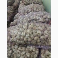 Продам чеснок Любаша 3-5 калибр, недорого, Украина