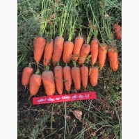 Продаем морковку, оптом морковь Харьков
