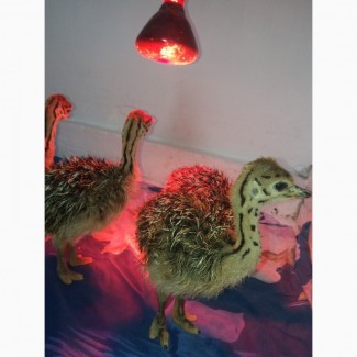 Продам молодняк страусів