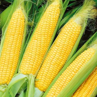 Купляємо кукурудзу по Україні. Протравлену некондицію, биту, вологу та відходи кукурудзи