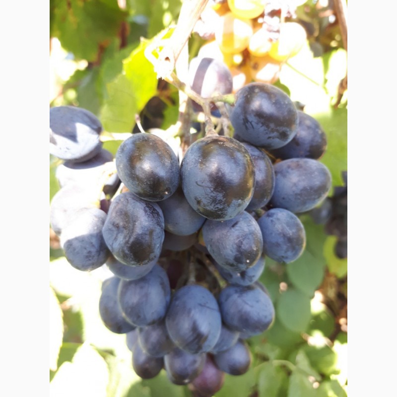 Фото 5. Продам свой виноград для изготовления вина и сока