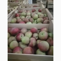 Яблоки Симиренко, Голден сетевого качества, 15+ сортов - ОПТ от 10тн с холодильника