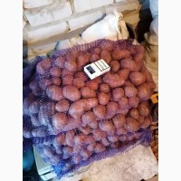 Продаем товарный картофель отличного качества, Украина