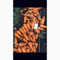 Продам Морковь сорт Абако, Каскад