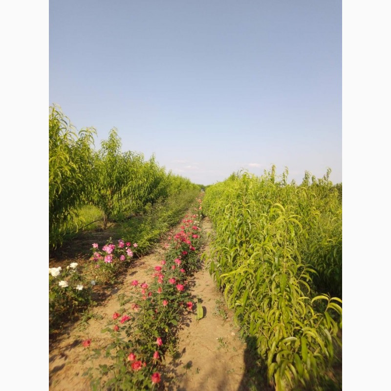 Фото 10. Продам персиковый сад