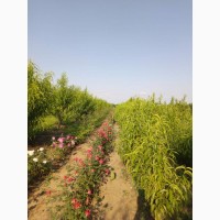 Продам персиковый сад