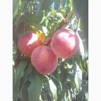 Продам персиковый сад