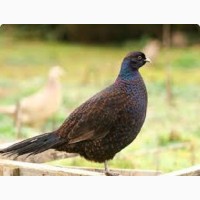 Продам Румынских-изумрудных фазанов