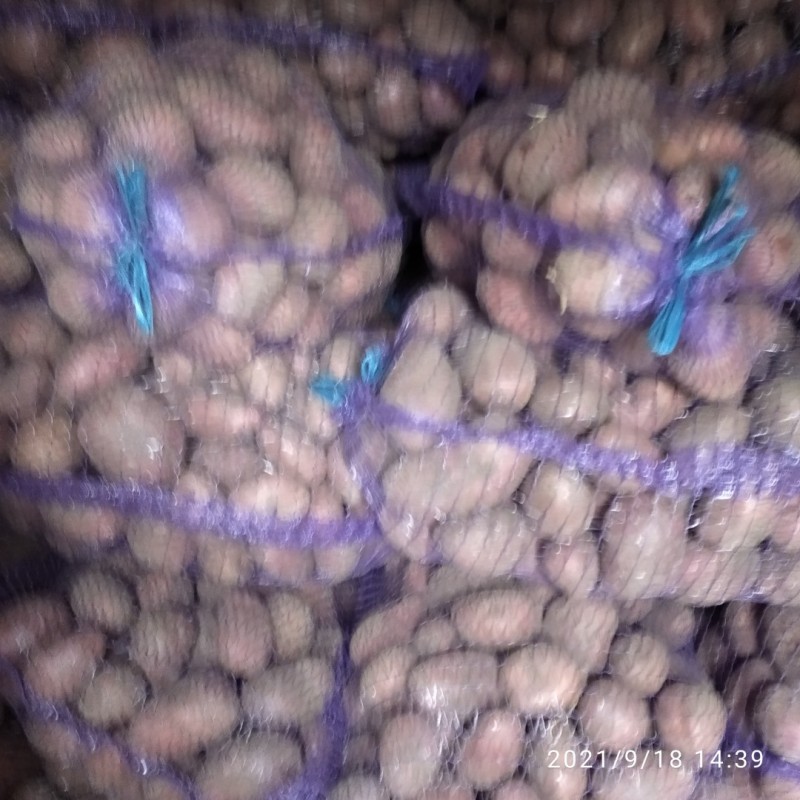 Фото 2. Продам товарну картоплю, Белла роза, Мелоді, Рівєра