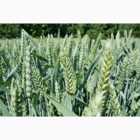 Семена озимой пшеницы Астарта
