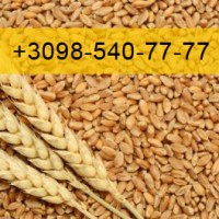 Купую Пшеницю врожай 2023
