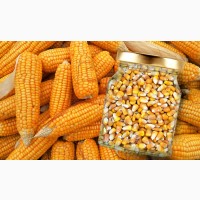 Продам кукурудзу 1000 тонн, Черкаська обл, Корсунь-Шевченківський