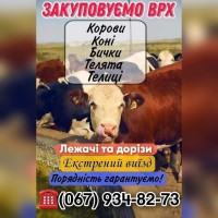 Куплю ВРХ (корови, коні, бички)