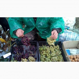 Продам черенки та саджанці винограду недорого