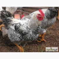 Яйця інкубаційні м ясо-яєчних курей Ред Бро та Мастер Грей Угорщина імпорт