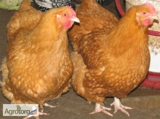Фото 3. Яйця інкубаційні м ясо-яєчних курей Ред Бро та Мастер Грей Угорщина імпорт