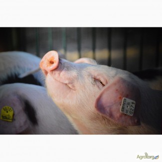БВД для свиней 10% ШенПіг Фініш Стандарт (відгодівля свиней 70-120 кг)
