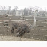 Продам взрослых африканских страусов