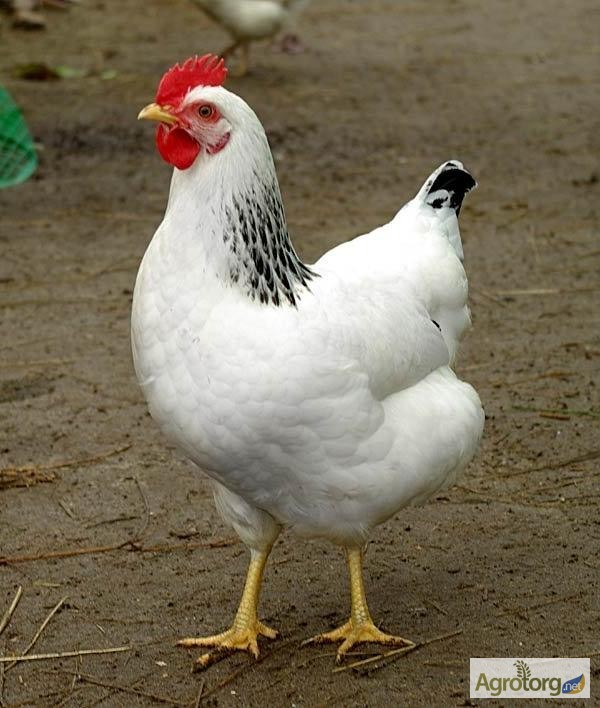 Фото 2. Подрощенные цыплята Адлер серебристый