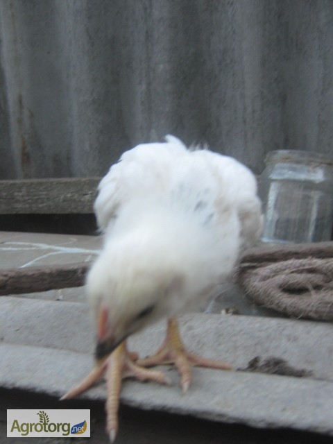 Фото 5. Подрощенные цыплята Адлер серебристый