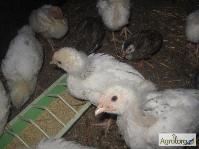 Фото 6. Подрощенные цыплята Адлер серебристый