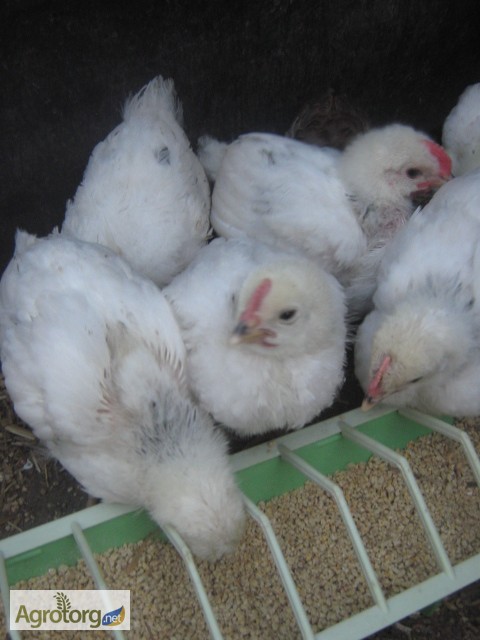 Фото 7. Подрощенные цыплята Адлер серебристый