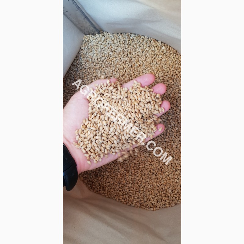 Фото 6. Семена пшеницы сорт FOX канадская трансгенная двуручка