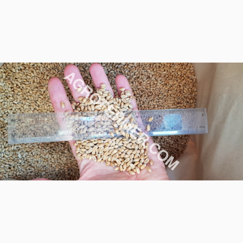 Фото 7. Семена пшеницы сорт FOX канадская трансгенная двуручка