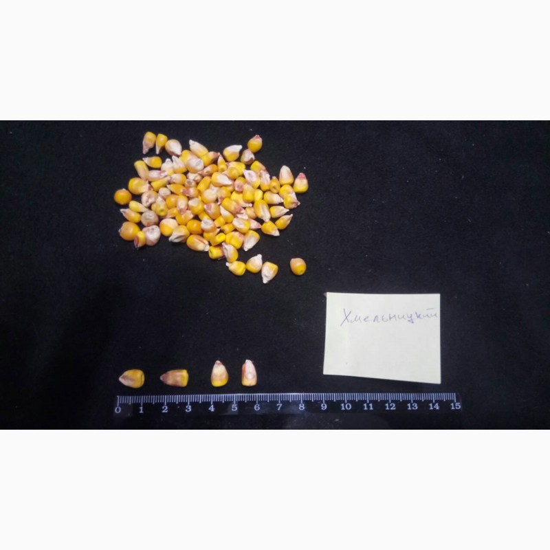 Фото 2. Семена кукурузы от производителя