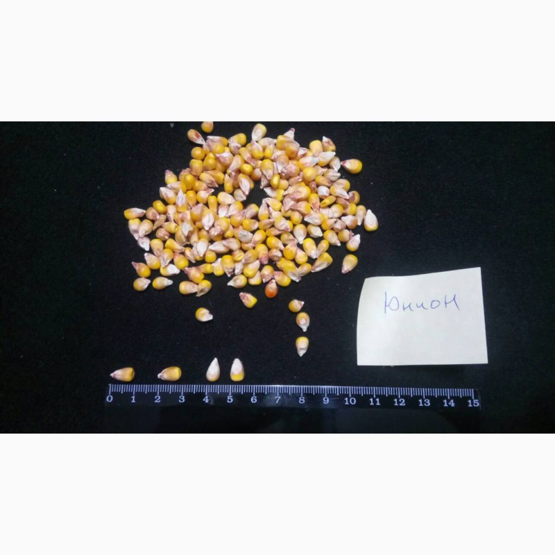 Фото 3. Семена кукурузы от производителя
