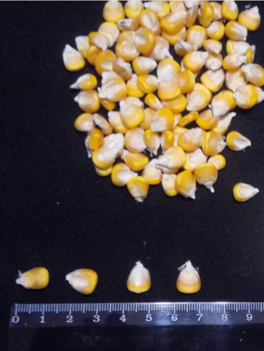 Фото 6. Семена кукурузы от производителя