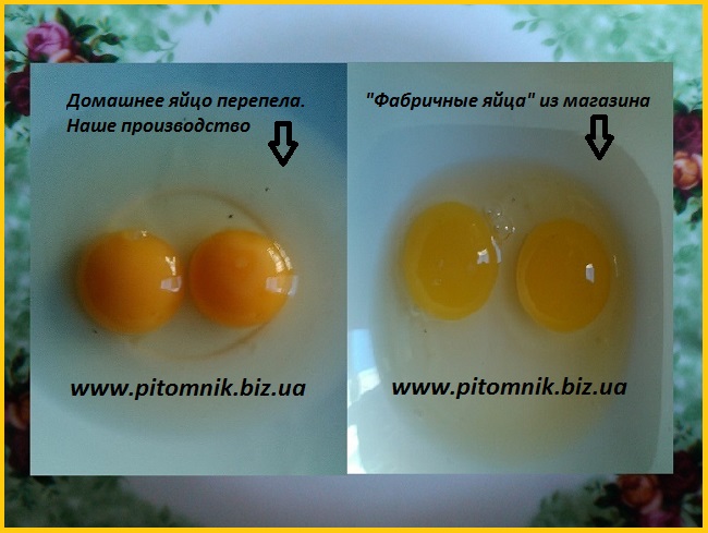 Фото 2. Свежие яйца перепелов, домашние