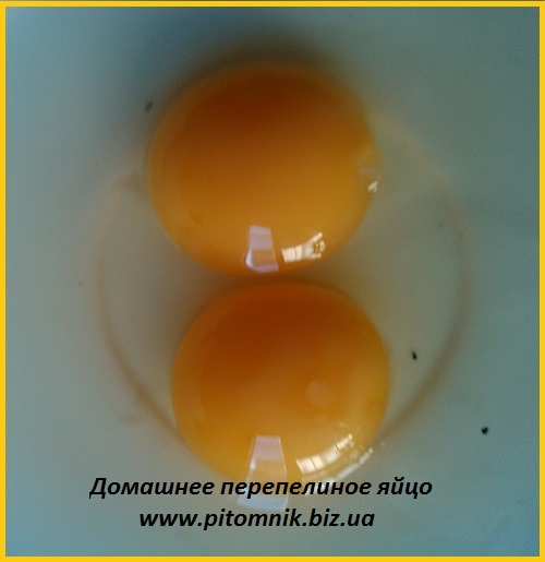 Фото 5. Свежие яйца перепелов, домашние