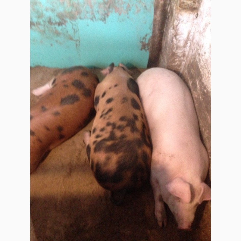 Фото 2. Продам свиней живым весом бекон