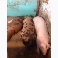 Продам свиней живым весом бекон