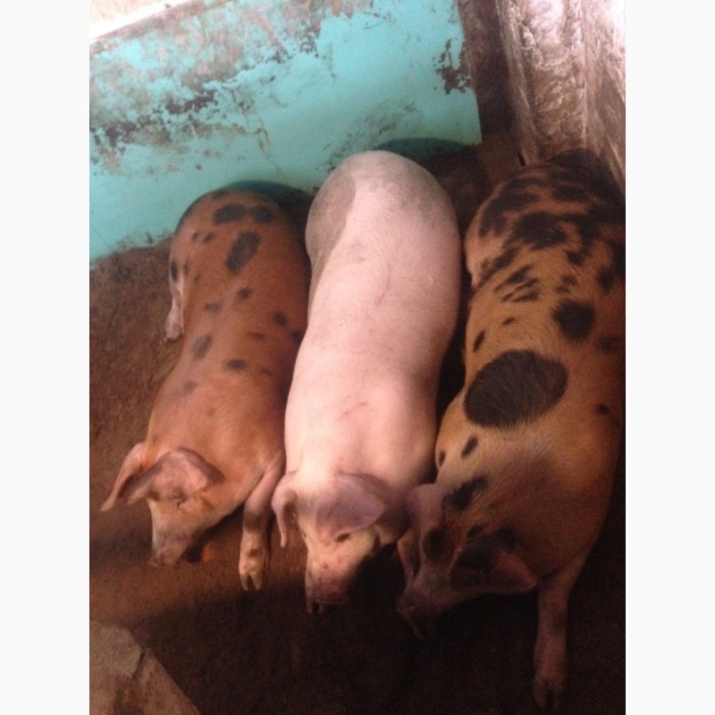 Фото 3. Продам свиней живым весом бекон