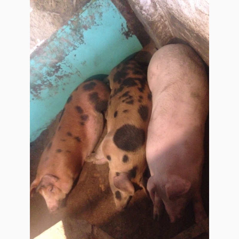 Фото 4. Продам свиней живым весом бекон