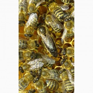 Продам Плідні Пчеломатки Карпатської породи, Вучковий тип