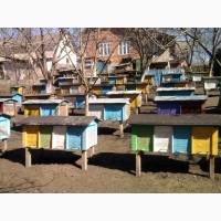 Продам бджолопакети 70штук
