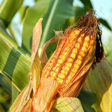 Фото 2. Закупівля кукурудзи. Самовивіз з поля, господарства, елеватора
