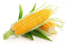Фото 4. Закупівля кукурудзи. Самовивіз з поля, господарства, елеватора