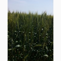 Насіння озимої пшениці Лісова Пісня, урожайність 80-82 ц/га