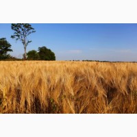 Насіння озимої пшениці Лісова Пісня, урожайність 80-82 ц/га