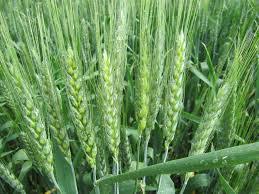Екстрасильна високоякісна пшениця Мудрість одеська Еліта, 1 репродукція
