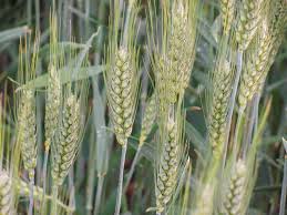 Фото 2. Екстрасильна високоякісна пшениця Мудрість одеська Еліта, 1 репродукція
